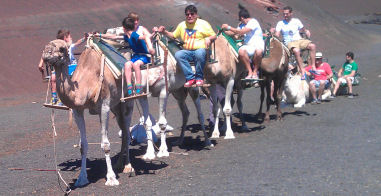 Camel Train